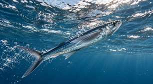 Peixes voadores aceleram debaixo d'água e abrem nadadeiras ampliadas ao romper a superfície, planando dezenas de metros antes de tocar o mar novamente e usando a cauda para ganhar novo impulso quando retornam