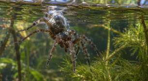 A aranha sino de mergulho carrega ar nos pelos e mantém uma bolha submersa onde descansa, troca gases e até cuida dos ovos, passando quase toda a vida sem voltar à superfície