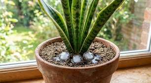 Colocar cubos de gelo no vaso da sansevieria ou espada-de-são-jorge: para que serve?