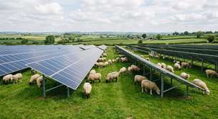 Casal de Vermont começou com 30 ovelhas em 2018; 7 anos depois, já tinha 500 animais cuidando da vegetação em 1.500 acres de usinas solares no Nordeste dos EUA