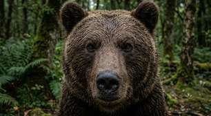 Uma escápula de urso encontrada em 1864 revelou que combates com ursos já existiam na Inglaterra do século 12, cerca de 400 anos antes de Shakespeare