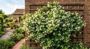 Os especialistas em jardinagem concordam sobre o jasmim: "A luz e a poda são fundamentais para que produza mais flores."