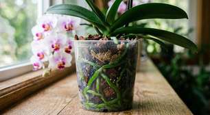 Orquídea com raízes verdes não precisa de água naquele momento: por que a cor muda conforme a umidade ao redor das raízes