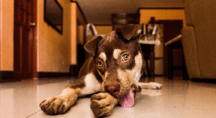 Seu cão não para de lamber as patas? Conheça 5 causas além da "mania"