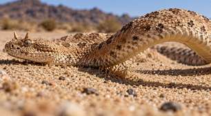 Cobras sidewinder avançam de lado apoiando poucos pontos do corpo na areia quente, movimento que reduz contato e melhora tração em dunas soltas enquanto apenas duas áreas tocam o solo a cada instante