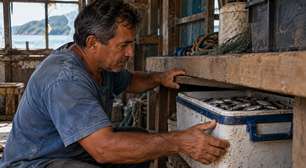 Pescador nota que as iscas desaparecem do balde antes das saídas de madrugada, troca o recipiente de lugar por quatro dias e descobre uma garça entrando no galpão sempre pela mesma janela quebrada perto do cais