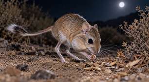 Ratos canguru obtêm quase toda a água necessária das sementes e produzem urina concentrada, sobrevivendo no deserto sem procurar fontes abertas com frequência mesmo durante longos períodos sem chuva no ambiente