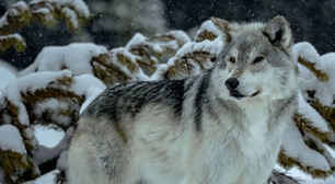 A reintrodução de lobos em Yellowstone causou algo que não era visto há 80 anos: o surgimento de árvores