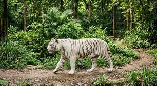 Tigre branco raríssimo de olhos azuis viaja cerca de 550 km e chega pela primeira vez a Uttarakhand