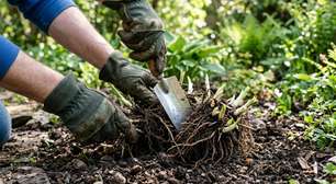 7 plantas perenes para dividir em outubro e multiplicar o jardim sem comprar novas mudas