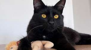 Ajude o gatinho Salém a vencer a crise asmática