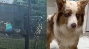 Dona de hotel para pets é filmada agredindo cão e caso vai ao Ministério Público