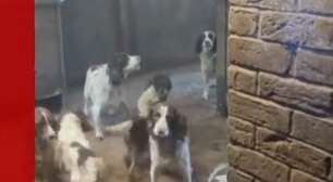 Maus-tratos a animais: família é condenada por manter 84 cães em condições precárias