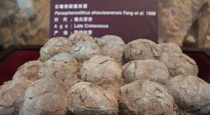 Ovos de dinossauro foram encontrados em um local frio demais para que eles tivessem existido: cientistas acreditam que o titanossauro construiu suas próprias incubadoras