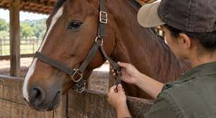 Tratador percebe que um cavalo começa a aparecer com o cabresto solto todas as manhãs, troca a fivela e muda o animal de baia, mas descobre que o cavalo ao lado puxava a correia repetidamente por cima da divisória