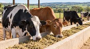 A vaca reconhece companheiras específicas no rebanho e pode preferir passar o tempo perto de algumas delas