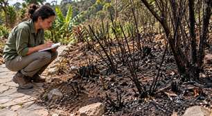 Planta que parecia desaparecer após o incêndio floresce na estação seguinte e revela uma estratégia de sobrevivência escondida sob o solo
