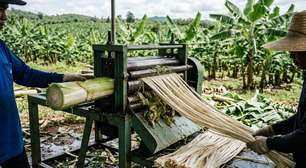 Cada hectare de bananeiras deixa 220 toneladas de tronco no campo, e as fábricas brasileiras já estão transformando essa fibra em material para roupas, papel e embalagens de frutas.