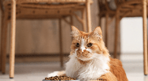 Diabetes em gatos: entenda os sinais de alerta e o papel da nutrição no tratamento
