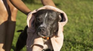 Chuvas intensas demandam mais cuidados com pets no fim de 2026