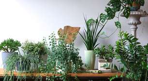 Plantas ajudam a diminuir o barulho dentro de casa? Veja 5 opções