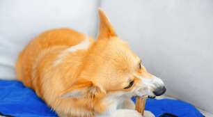 Por que os cachorros precisam morder coisas? A ciência por trás do "simples" ato de roer