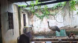 Emu resgatado é levado para o BioParque do Rio