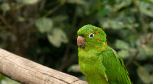 Maritacas: confira curiosidades sobre essas aves barulhentas, inteligentes e sociáveis