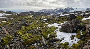 Reduzir a radiação UV em 20% cortou pela metade a capacidade da tundra antártica de absorver carbono: o efeito inesperado da recuperação da camada de ozônio