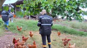 RS confirma novo caso de gripe aviária em aves de criação doméstica em Selbach