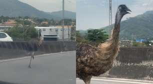 Vídeos mostram emu correndo em viaduto no Rio de Janeiro; homem que resgatou animal é identificado