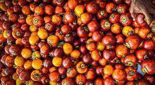 Do descarte ao lucro: como o caroço do tucumã virou bioplástico ultrarresistente na Amazônia