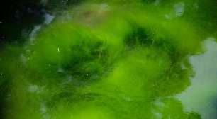 Uma simples alga que reage à luz rendeu aos seus descobridores o Prêmio Nobel de Medicina