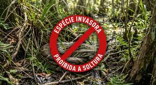 Flórida paga até US$ 30 por hora para caçar pítons invasoras, mais US$ 50 por cobra e US$ 25 por cada pé adicional