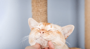O que causa a acne felina? Saiba como tratar os pontinhos pretos no queixo e nos lábios do gato
