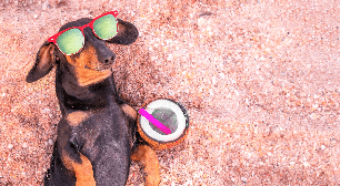 Água de coco, chá de camomila e mais: 5 bebidas seguras para oferecer aos pets nos dias quentes