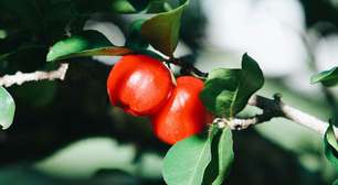 Seria a acerola a fruta mais completa? Entenda