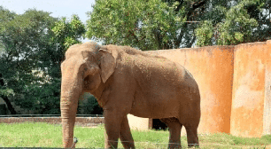 Há quase um mês em novo endereço, elefante Sandro se mostra mais feliz longe de zoológico