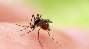 Dengue: diversos municípios brasileiros entram em alerta; veja como se prevenir