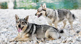 Spitz dos visigodos: conheça essa raça de cachorro viking de lendas antigas