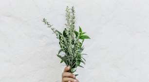 Duas lindas plantas que garantem uma casa sem pulgas ou carrapatos