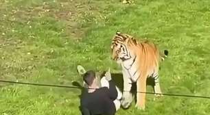 Homem morre após pular em jaula de tigre em zoológico na Inglaterra