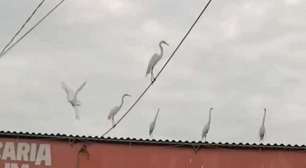 'Invasão' de garças em feira de Irajá vira atração na Zona Norte