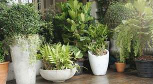 Plantas podem sofrer com o calor de outubro; veja como ajustar a rega