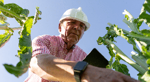 Engenharia agronômica: 7 áreas de atuação que ultrapassam o trabalho no campo
