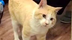 A jornada de Tito: o gato resgatado que busca um novo lar