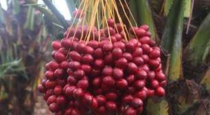 Fruta mais doce do mundo parece uma sobremesa e você pode cultivar em casa de um jeito muito fácil