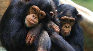 Pesquisa revela como a amizade entre chimpanzés reduz o roubo de alimentos