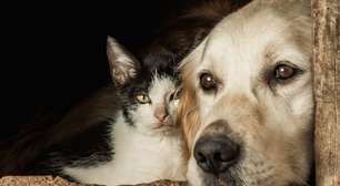 Além do sentimento: como animais de estimação podem ajudar o ser humano?