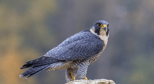 Animal mais rápido do mundo: conheça o falcão-peregrino, ave que atinge velocidades impressionantes